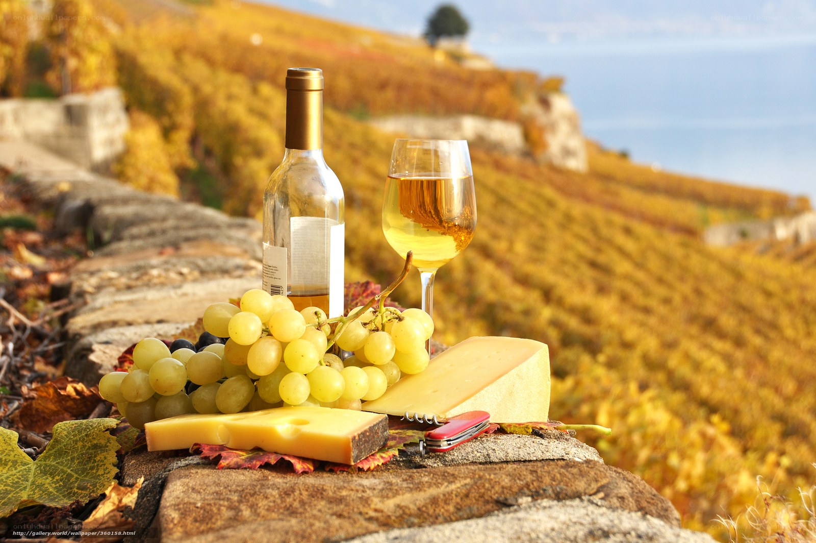 wine and cheese in vineyard