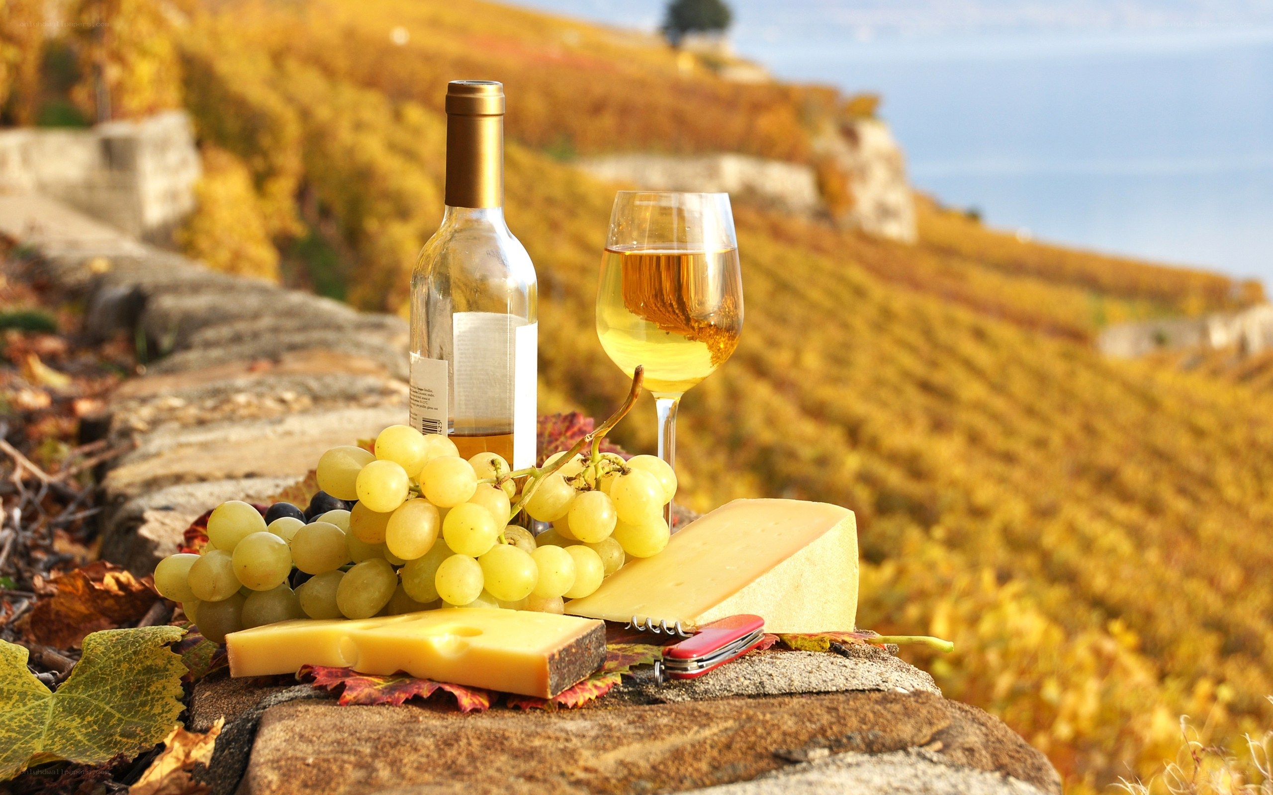 Wine and cheese in vineyard