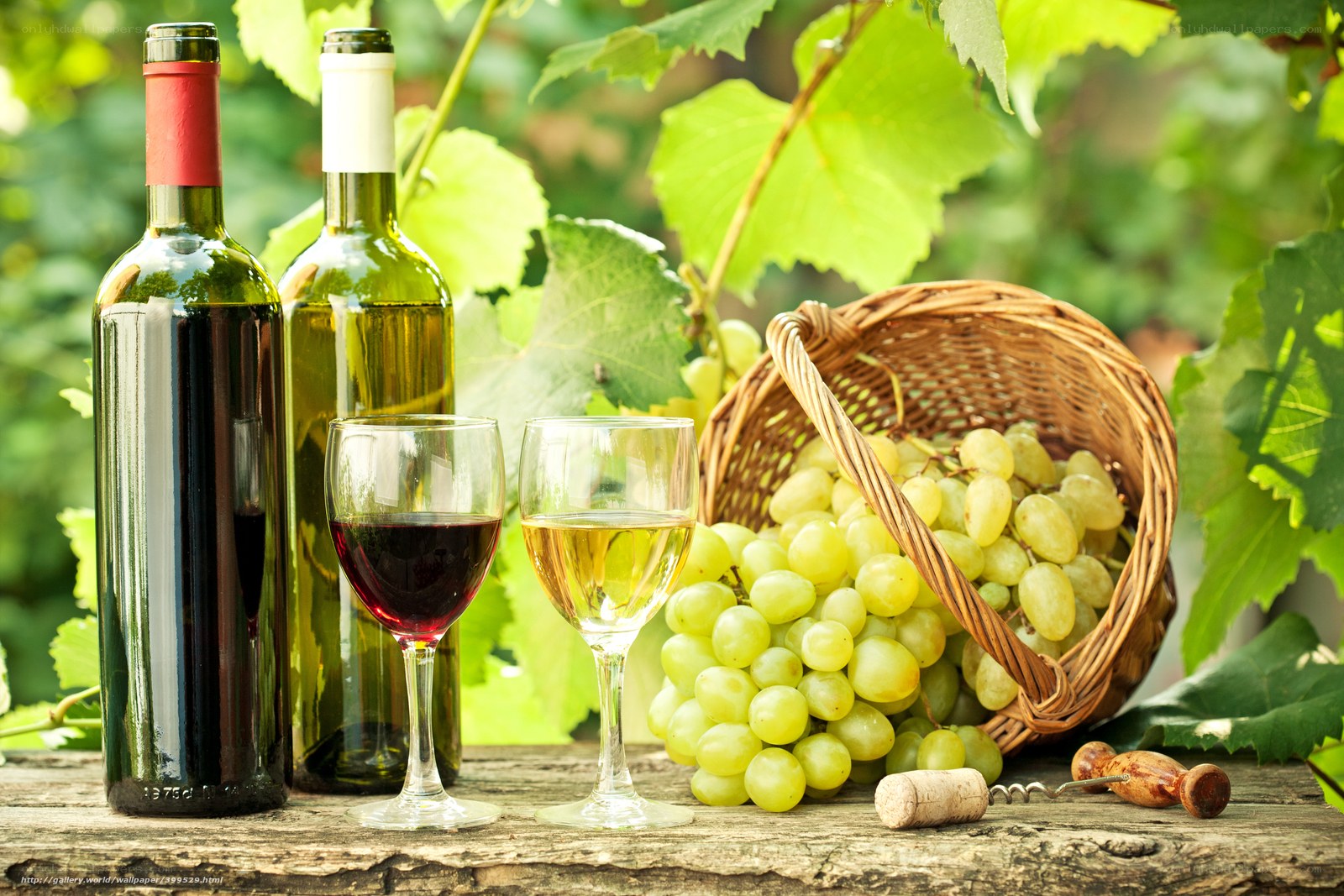 Wine and grapes in vineyard