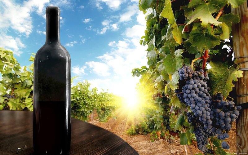 wine bottle in vineyard