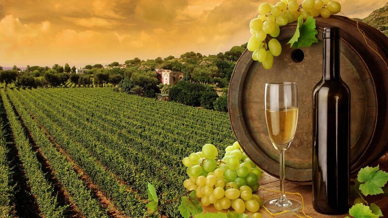 Wine grapes in a vineyard