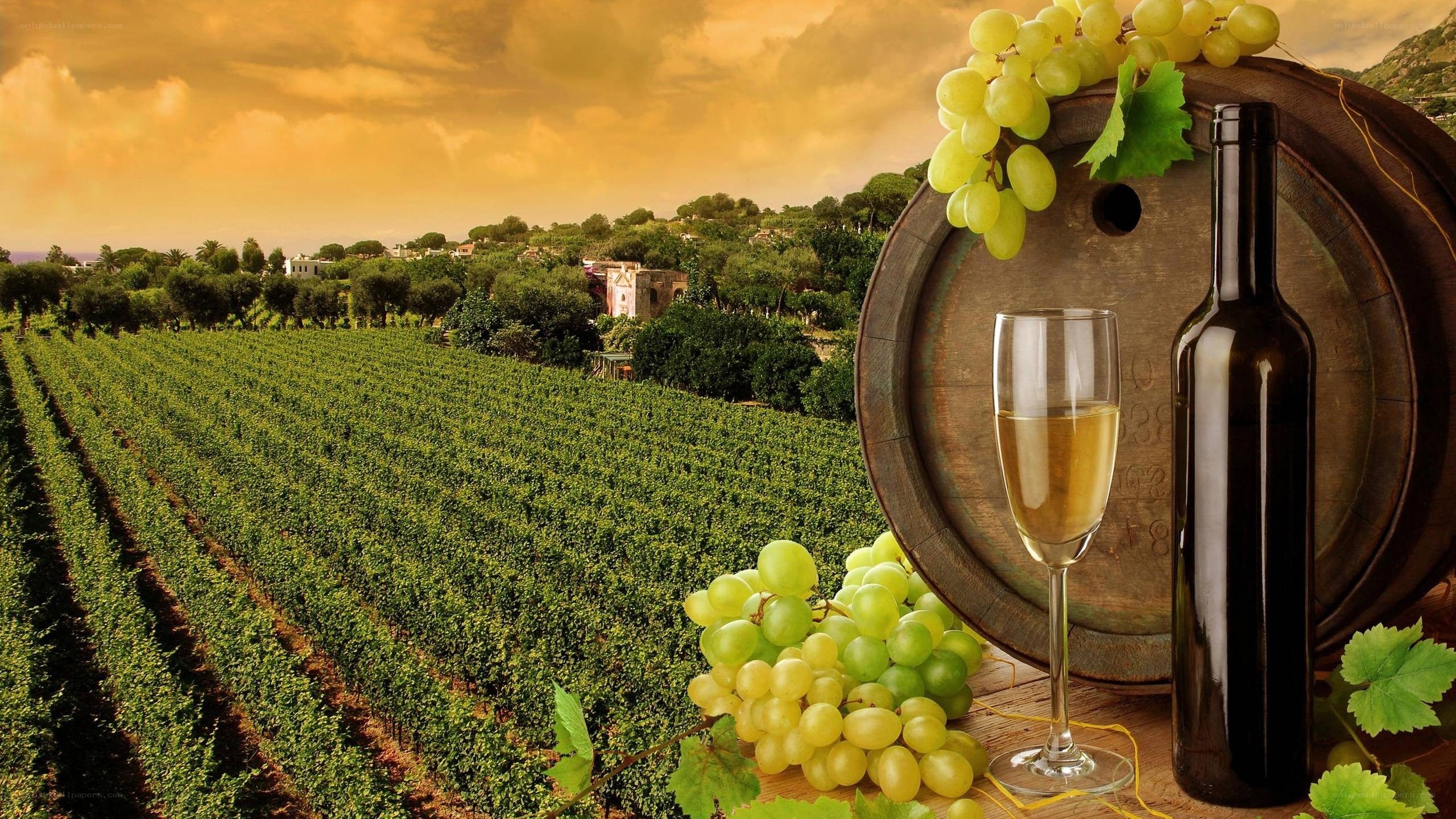 Wine grapes in a vineyard