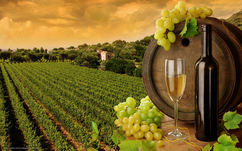 Wine grapes in vineyard