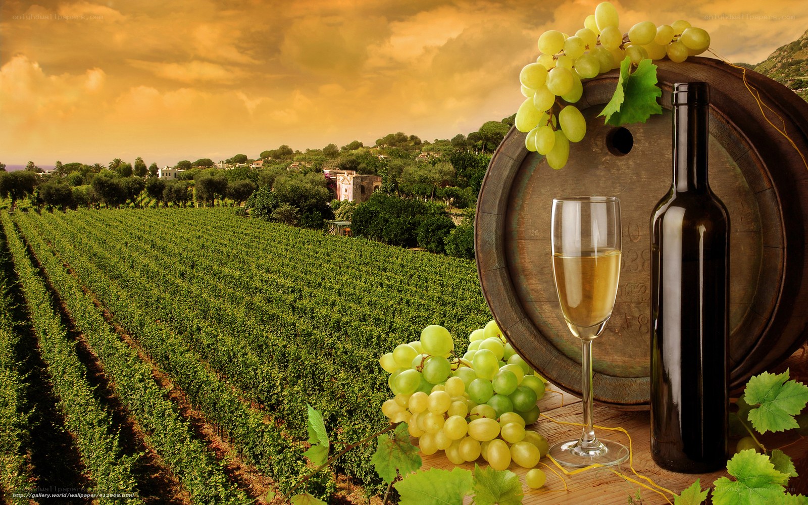 Wine grapes in vineyard