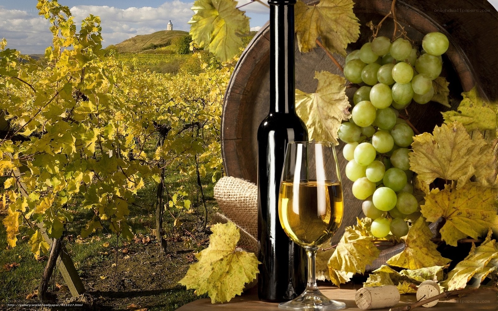 Wine in the vineyard