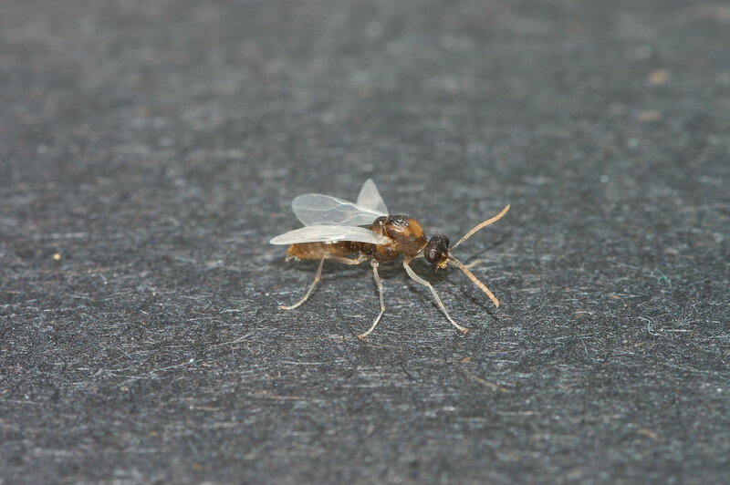 winged ant on dark surface