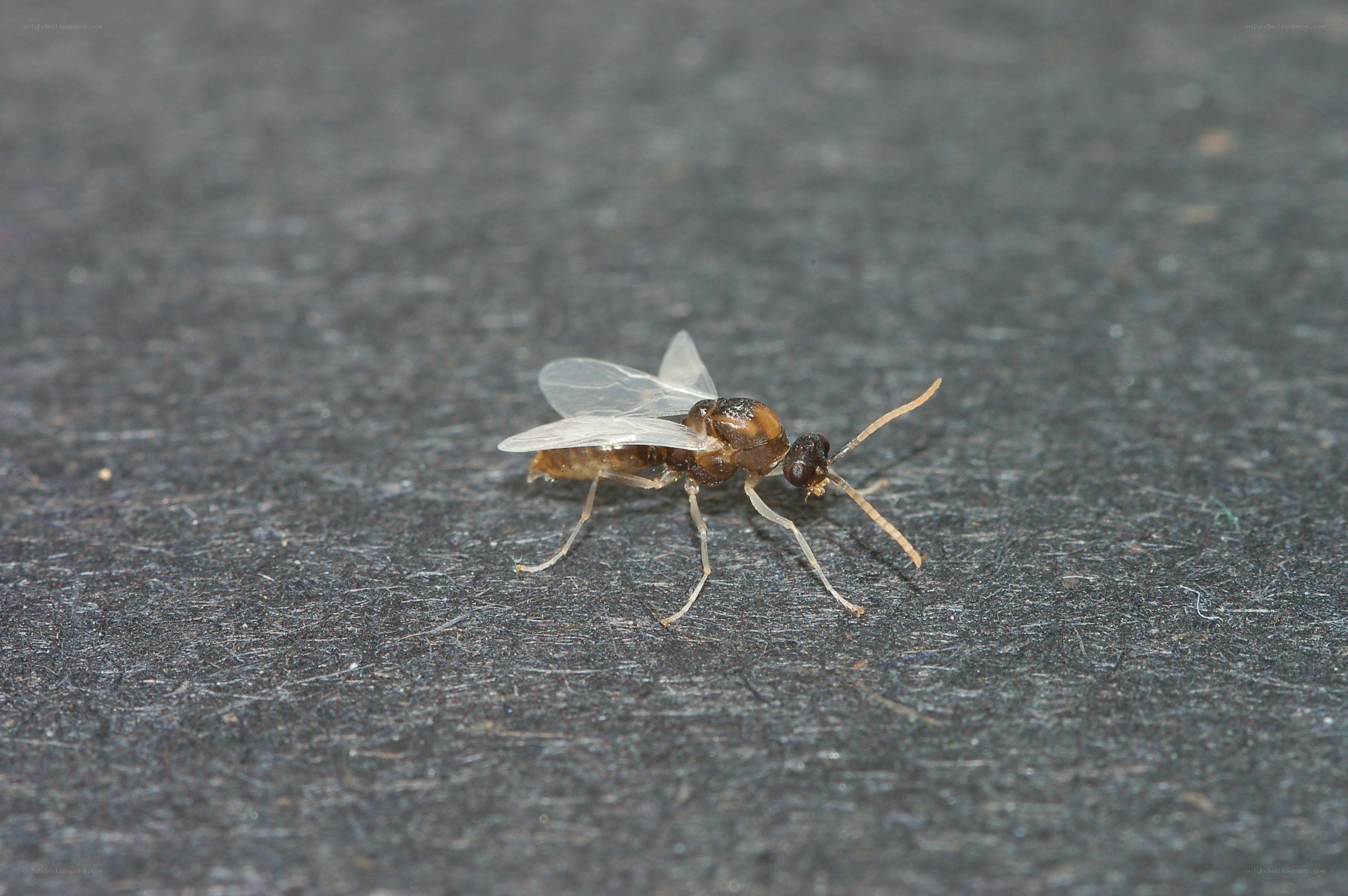 winged ant on dark surface