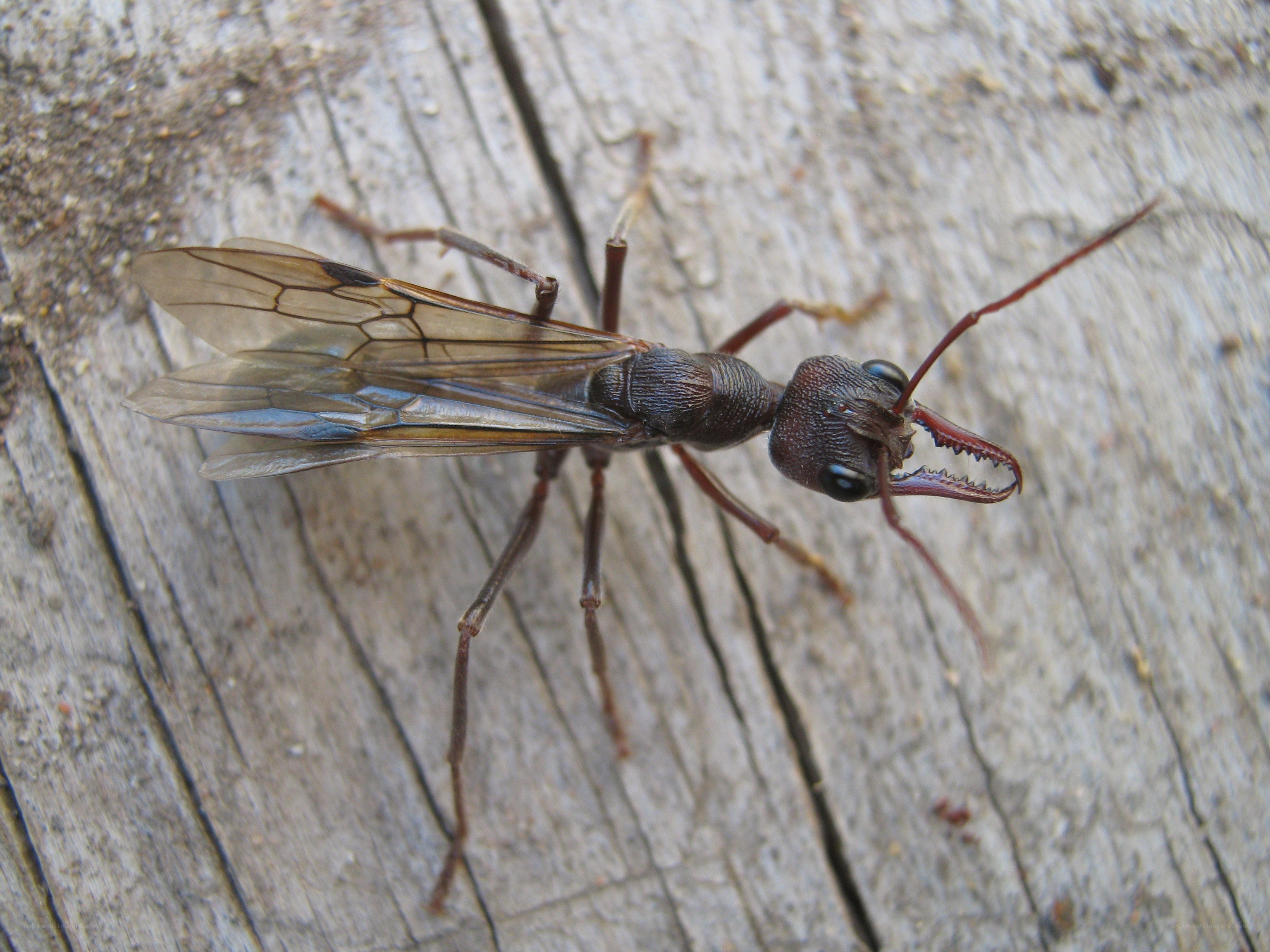 winged ant on wood