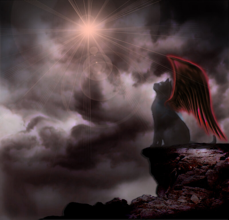 Winged Cat on Cliff