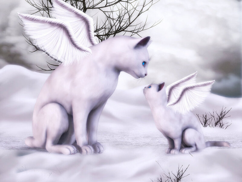 Winged Cats in Snow