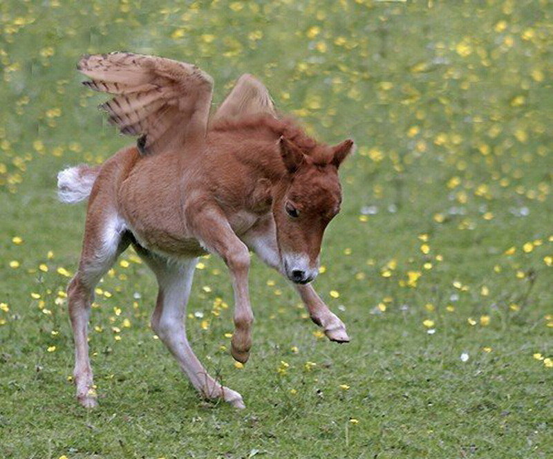 Winged Foal Running