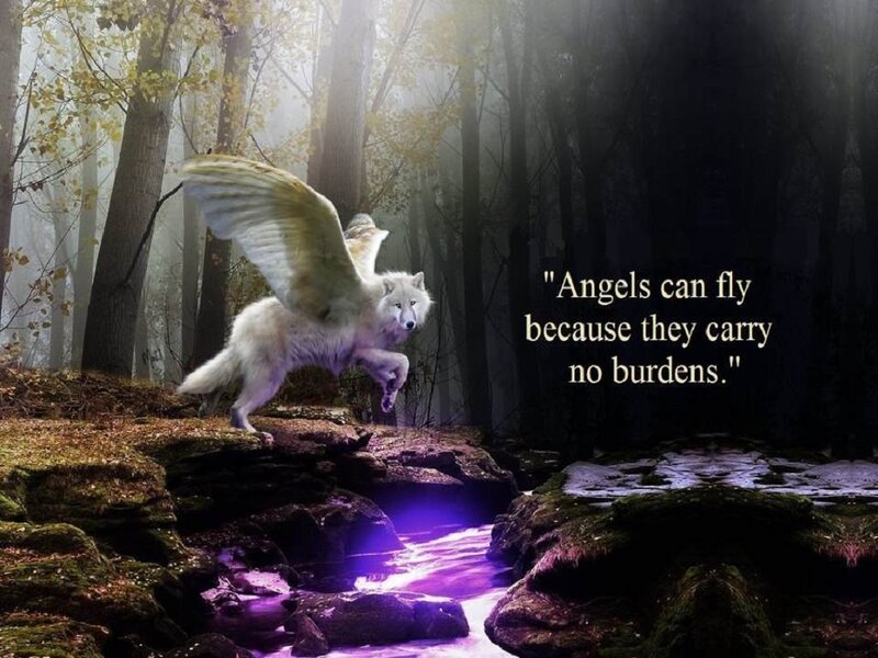 Winged White Wolf