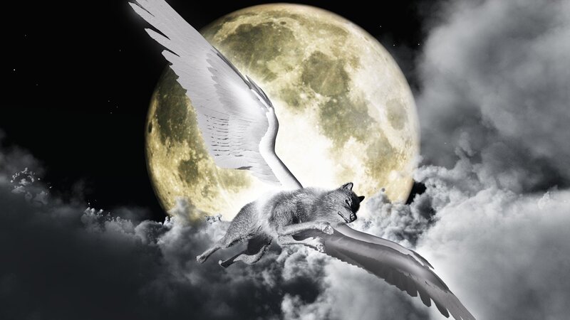 Winged Wolf Flying