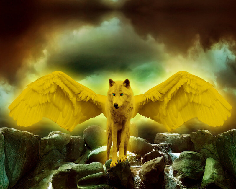 Winged Wolf on Rocks