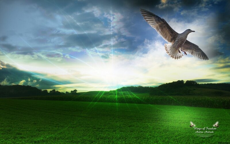 Wings of Freedom