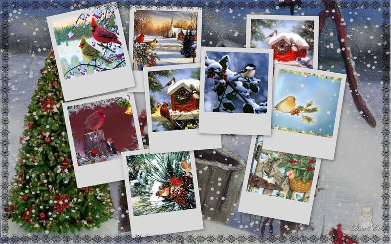 Winter Bird Scenes