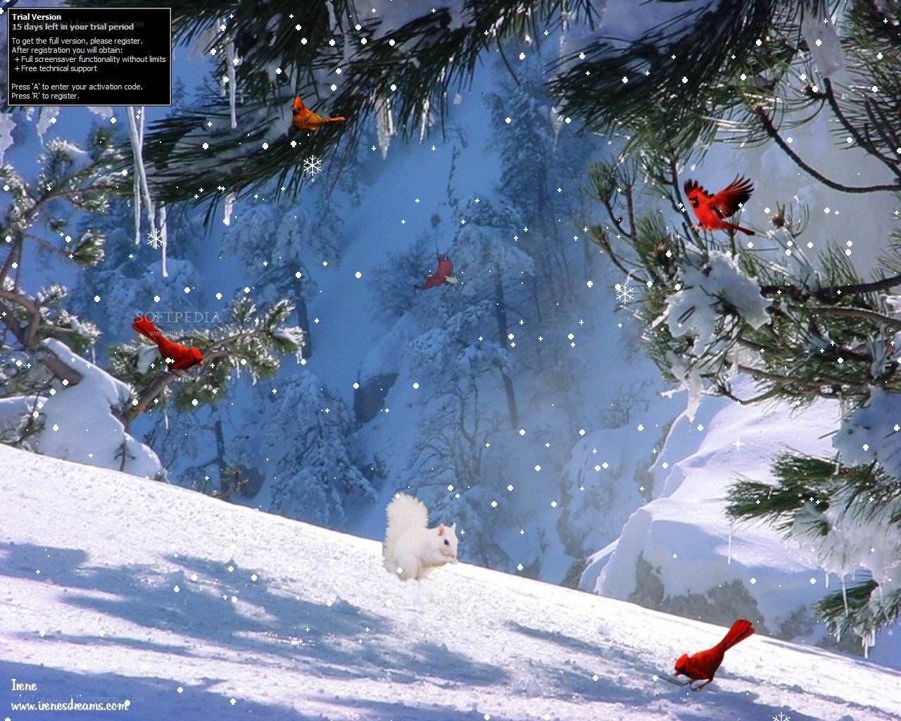 Winter birds in snowy forest