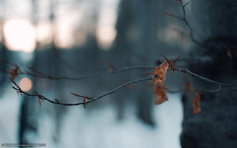 Winter branch with dried leaf