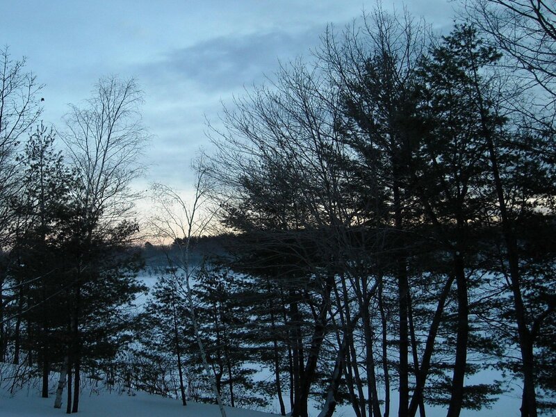 Winter forest at dusk