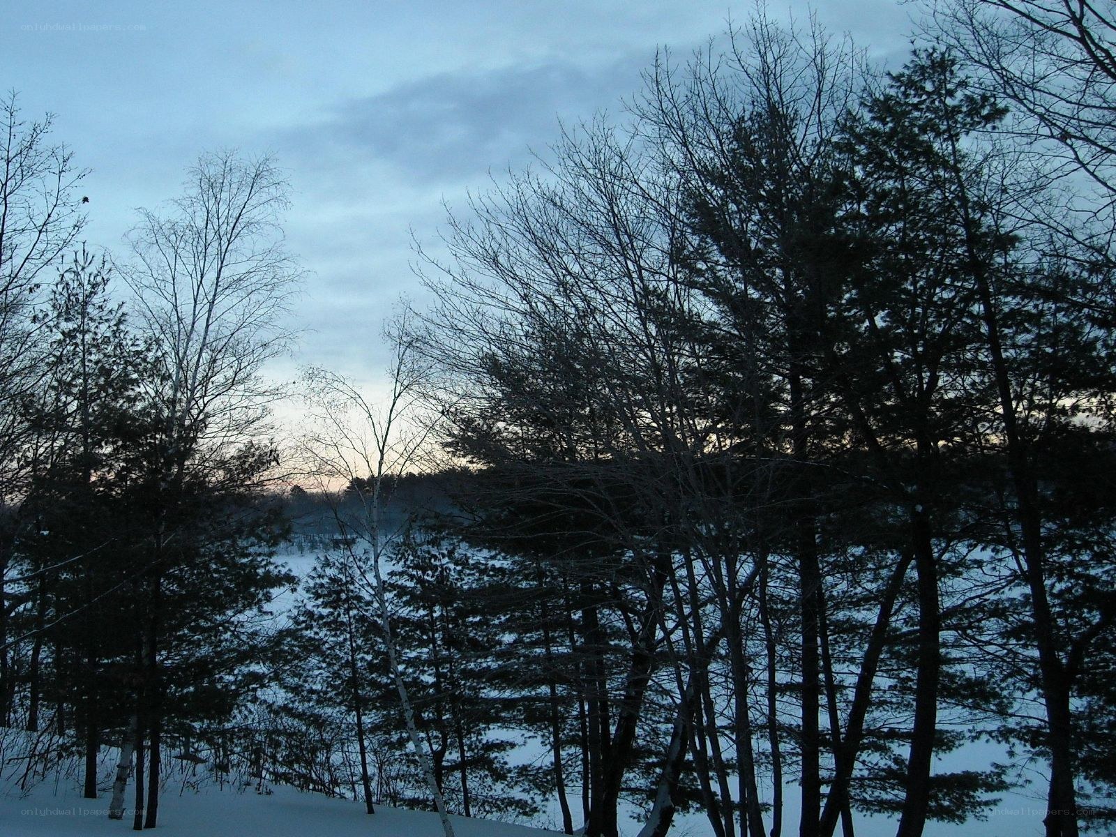 Winter forest at dusk