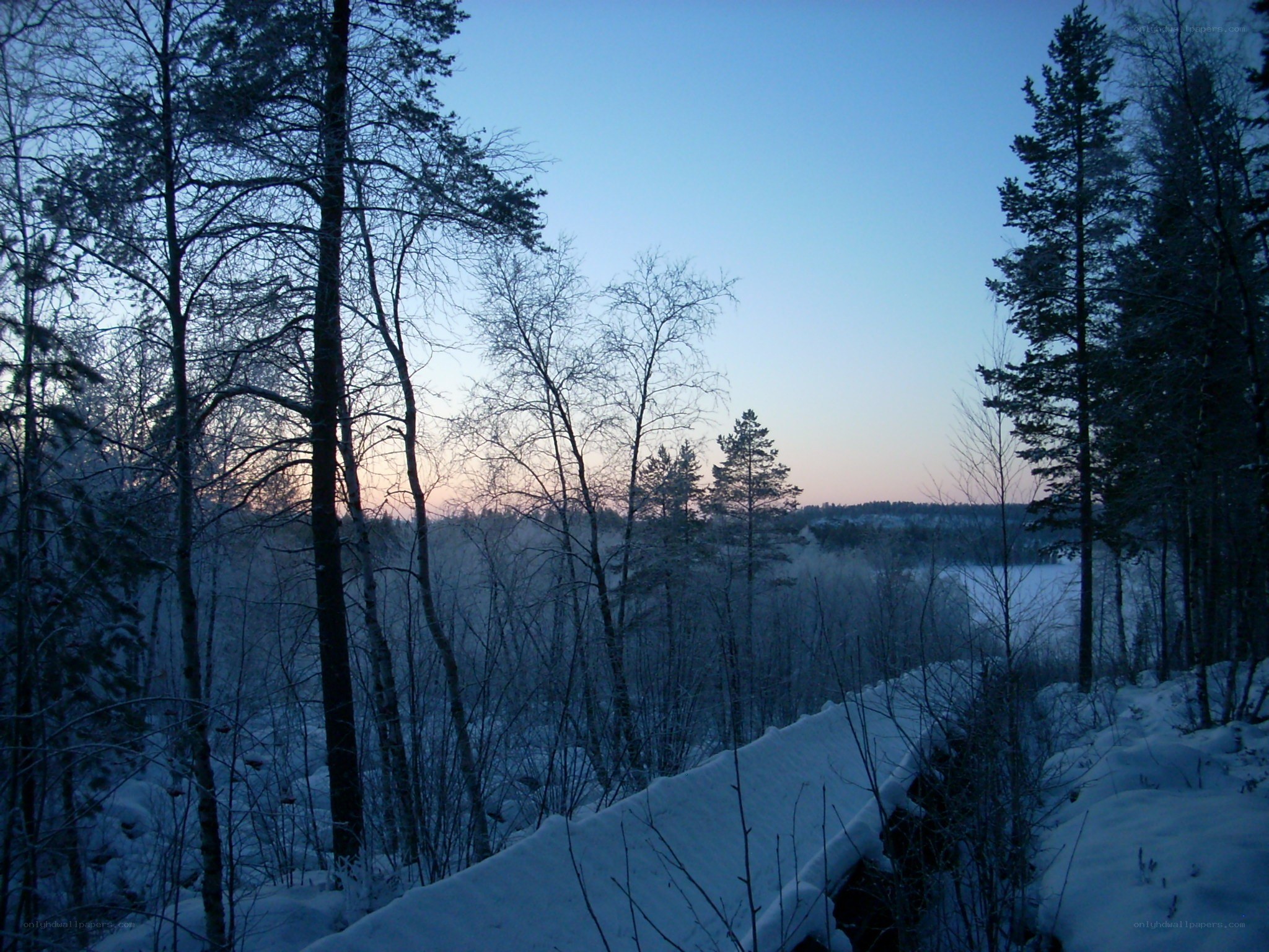 Winter forest at dusk