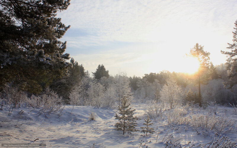 Winter forest at sunrise