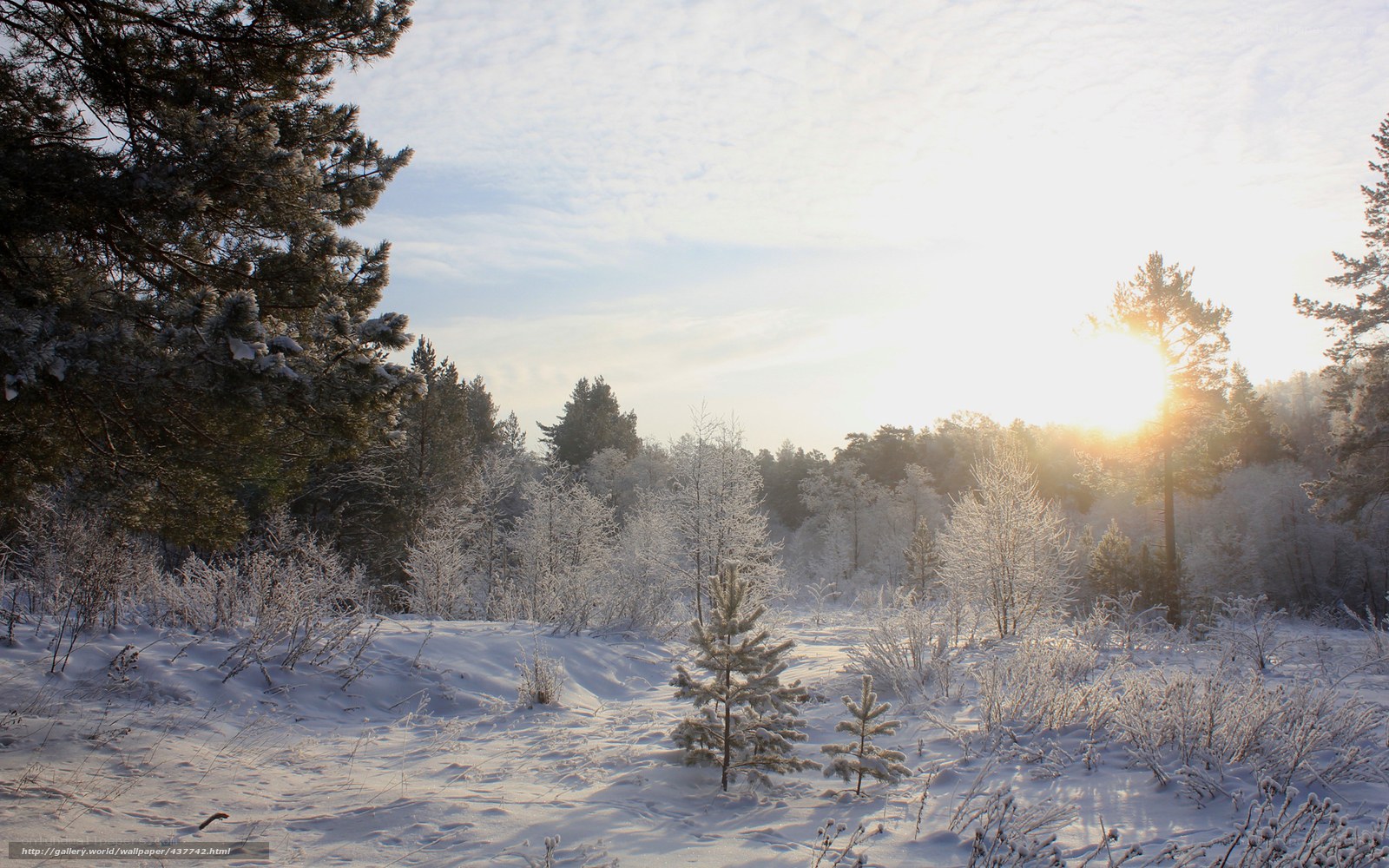 Winter forest at sunrise
