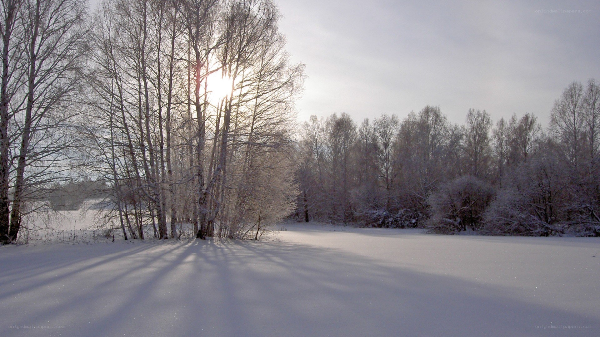 Winter forest at sunrise
