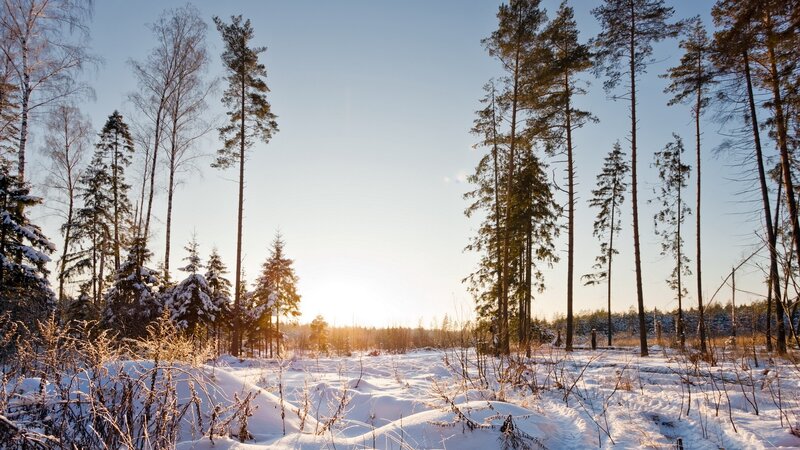 Winter forest at sunrise