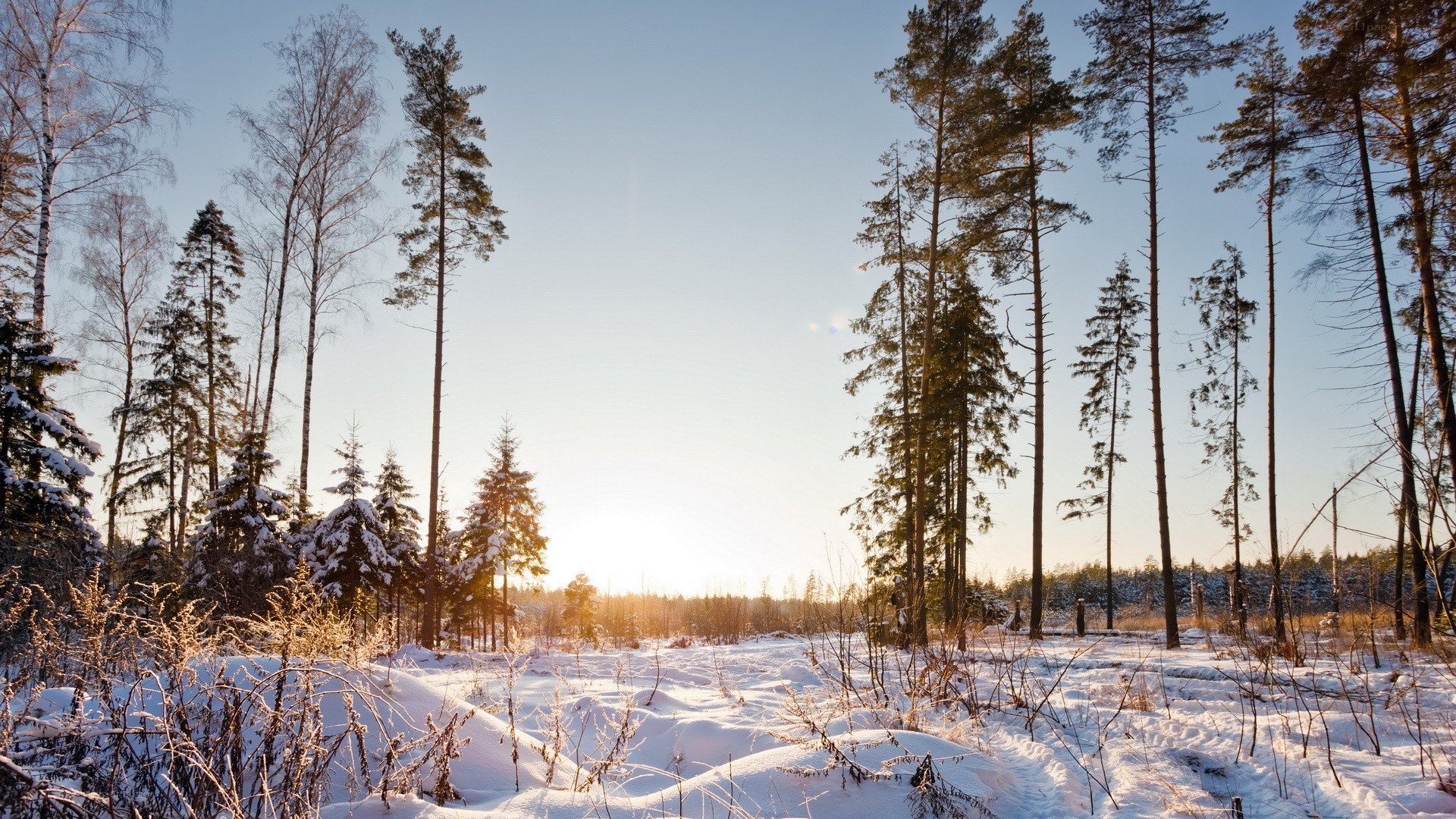 Winter forest at sunrise
