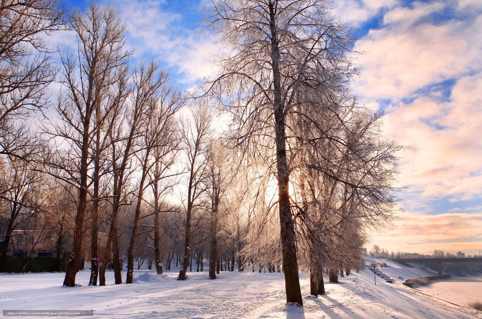Winter forest at sunrise