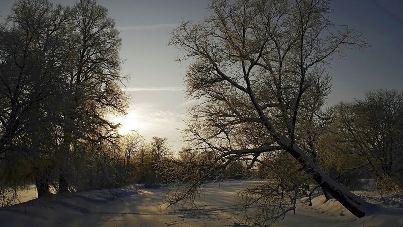 Winter forest at sunset