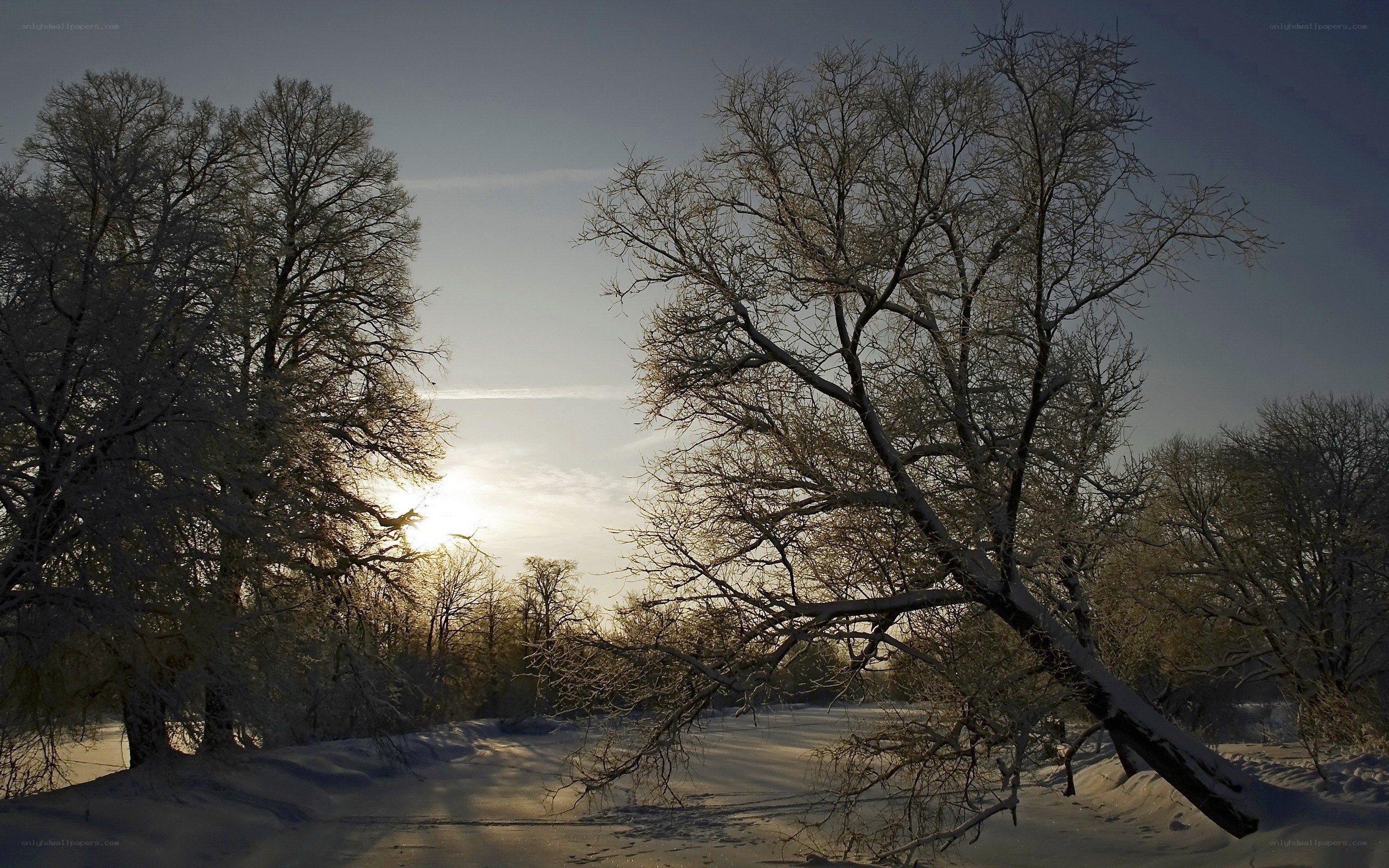 Winter forest at sunset
