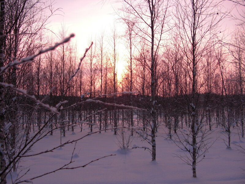 Winter forest at sunset