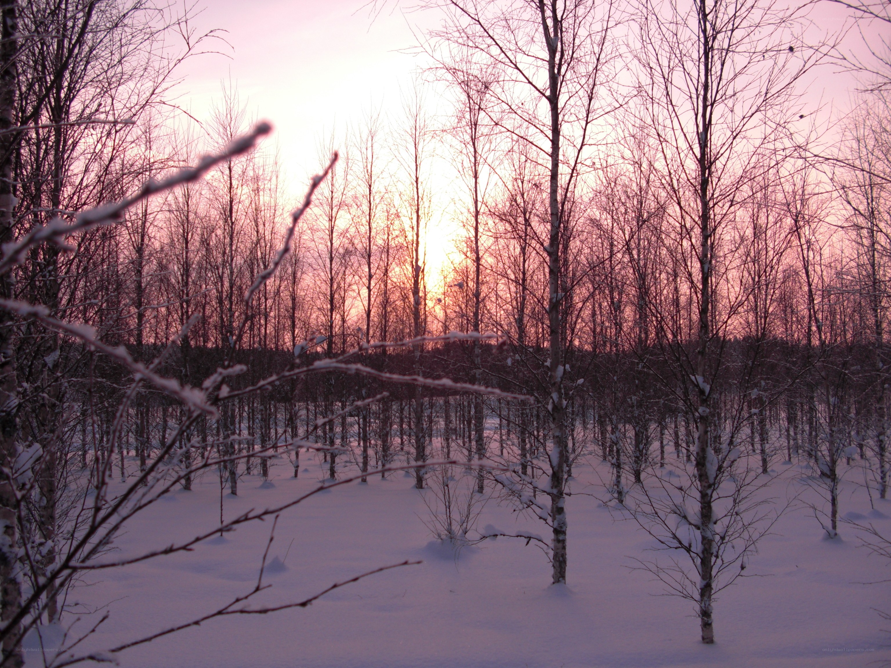 Winter forest at sunset