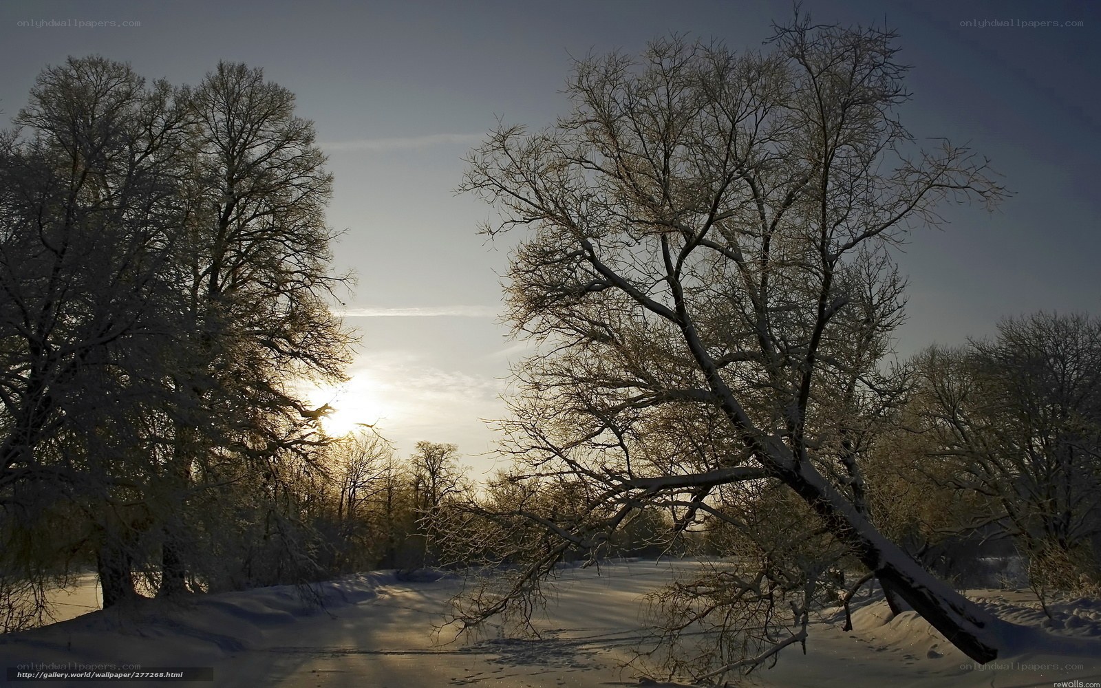 Winter forest at sunset