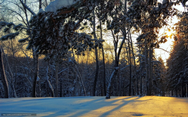 Winter forest at sunset