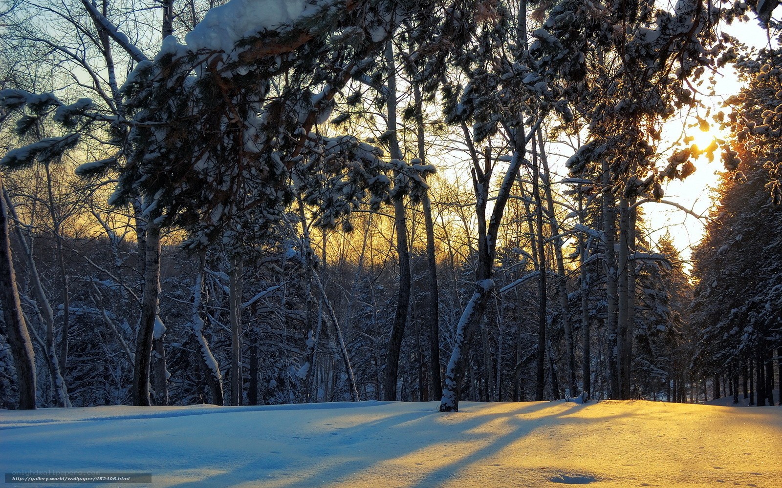 Winter forest at sunset