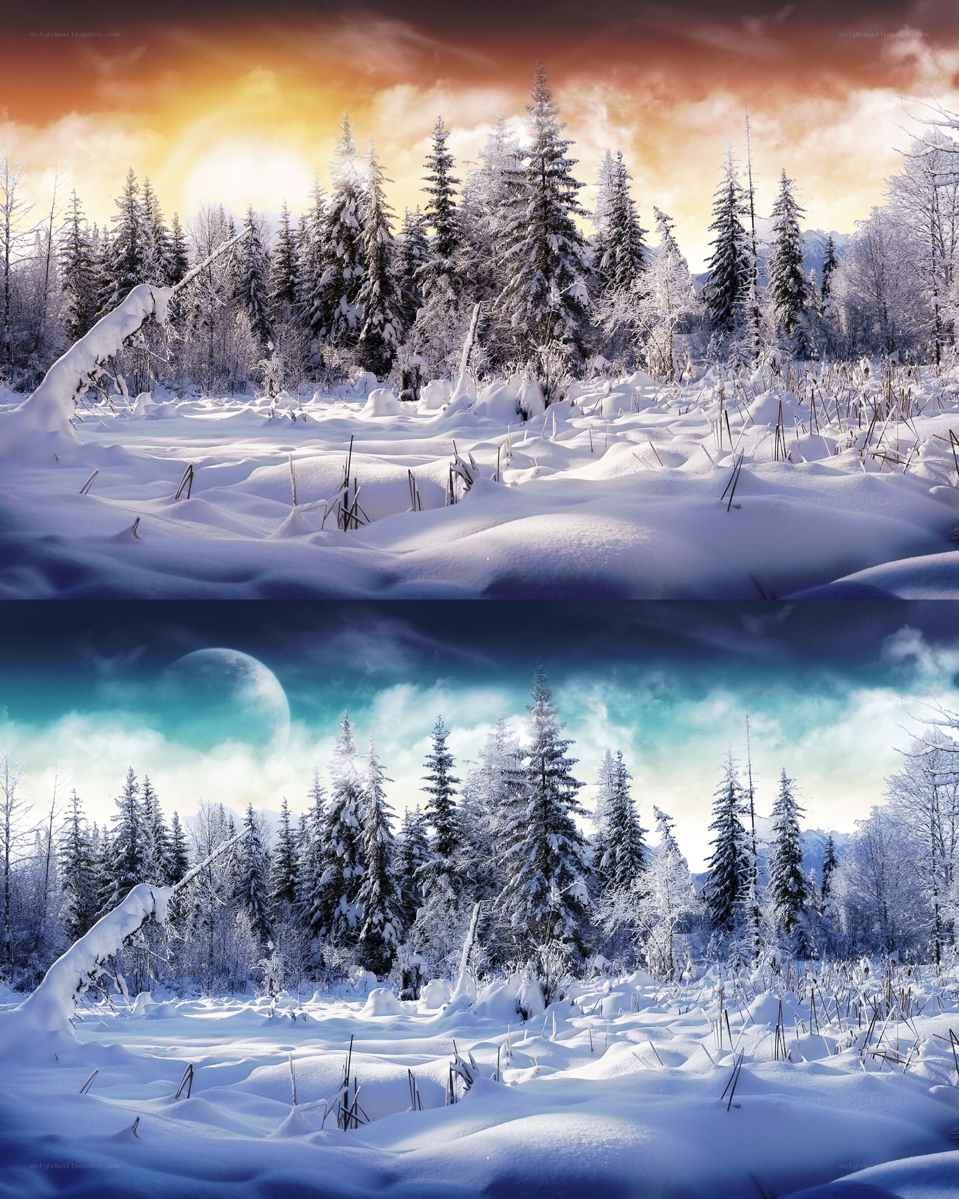 Winter forest at sunset and moonrise