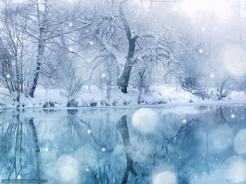 Winter forest by a calm river