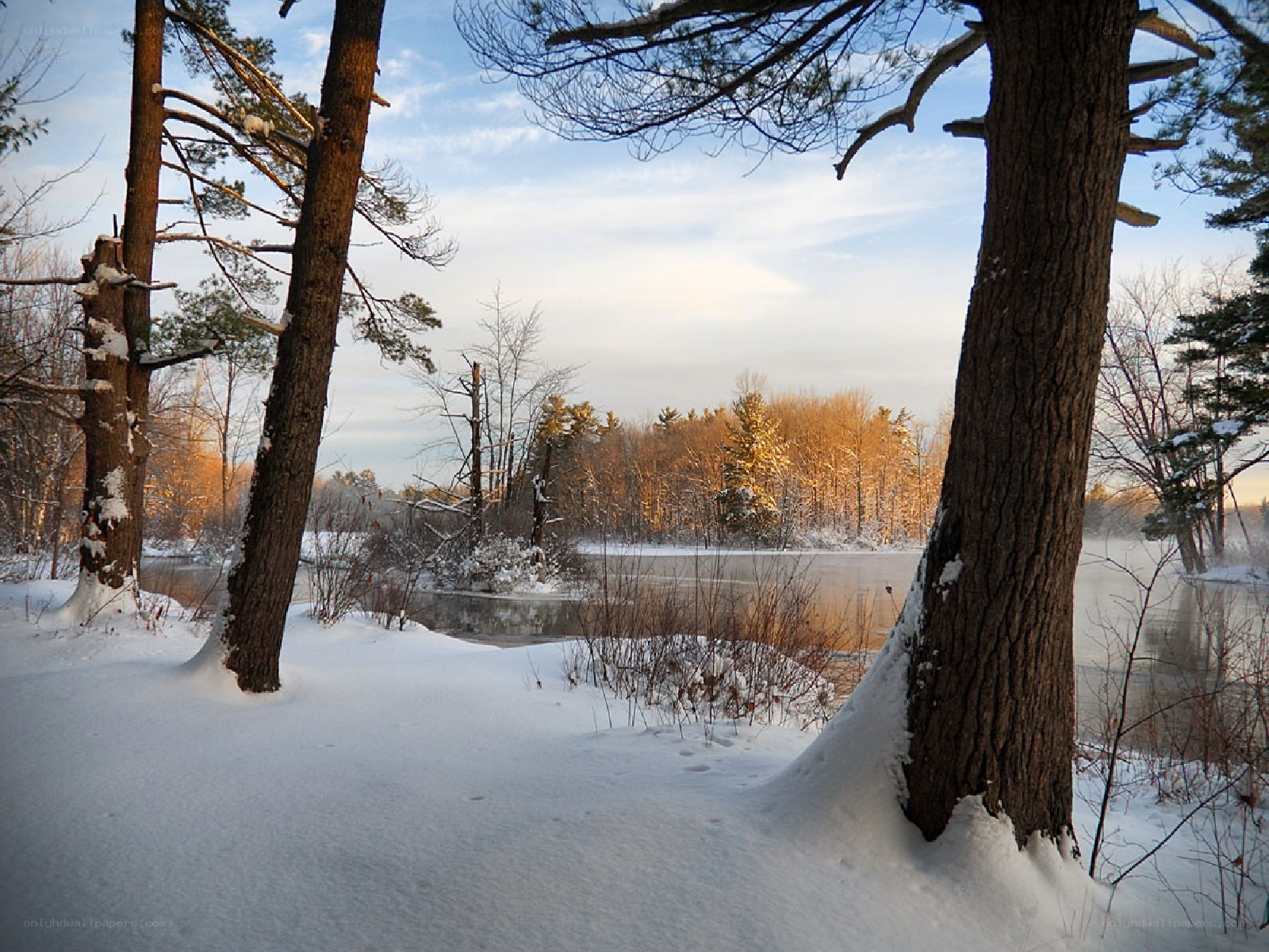 Winter forest by a frozen pond