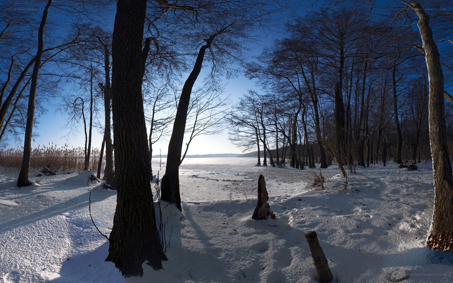 Winter forest by frozen lake