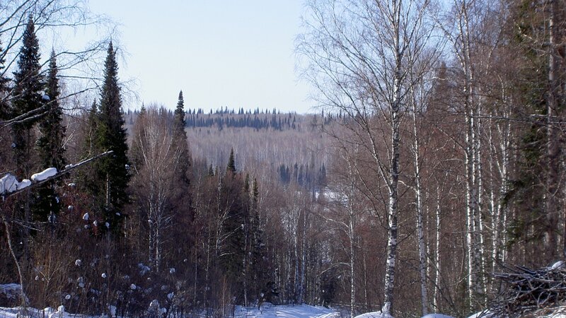 Winter forest landscape