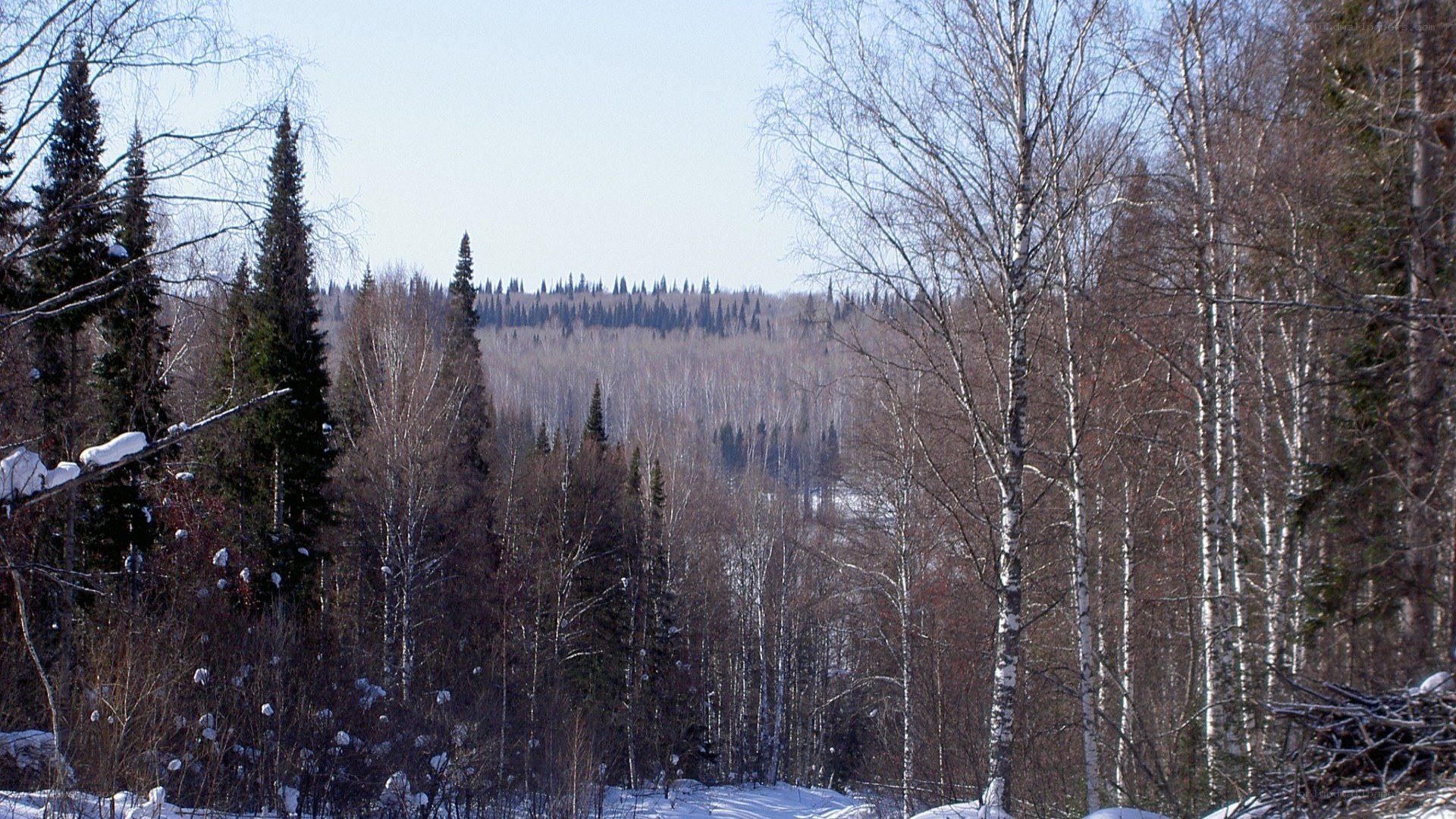 Winter forest landscape