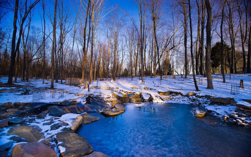 Winter forest pond scene