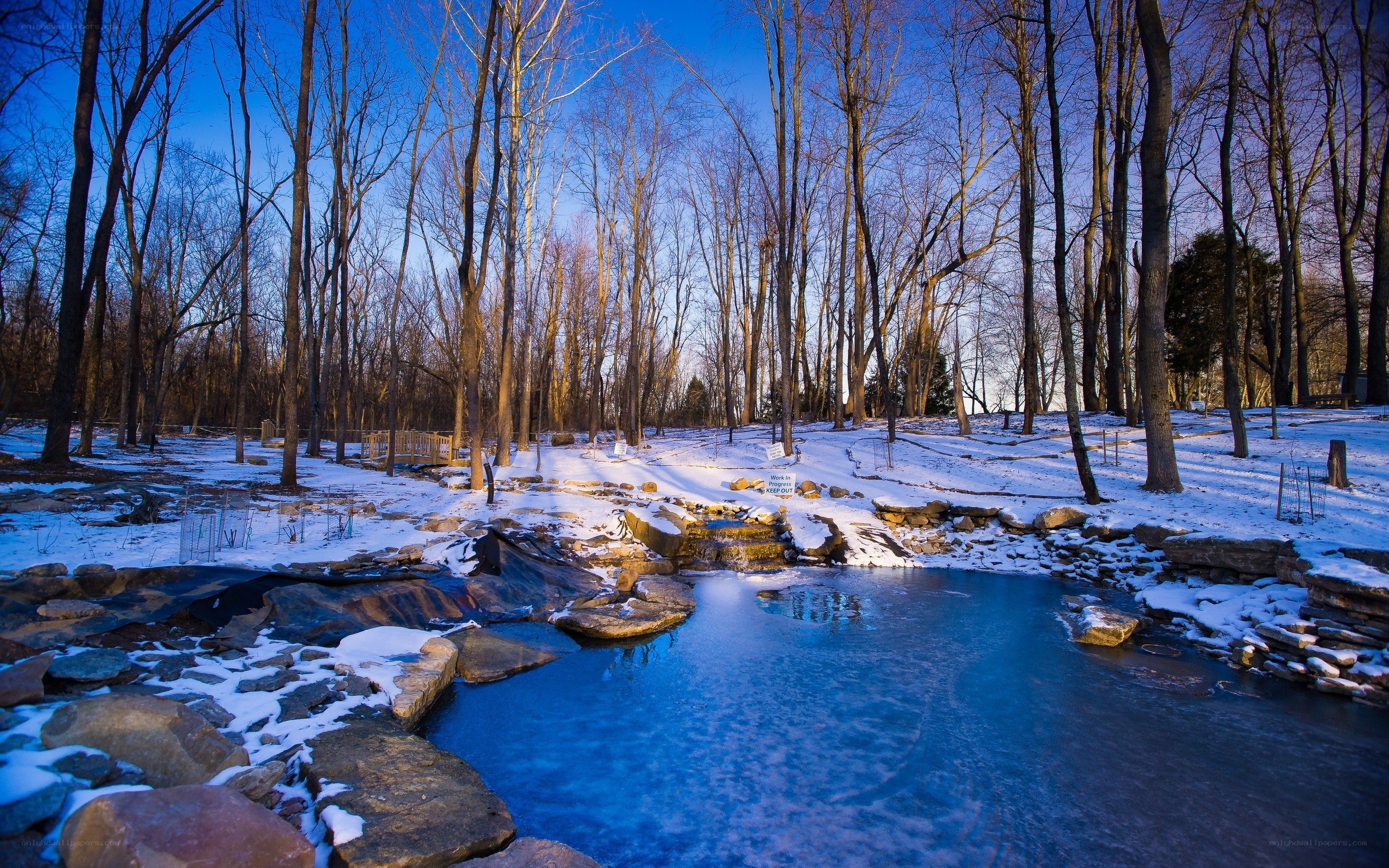 Winter forest pond scene