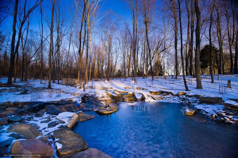 Winter forest stream scene
