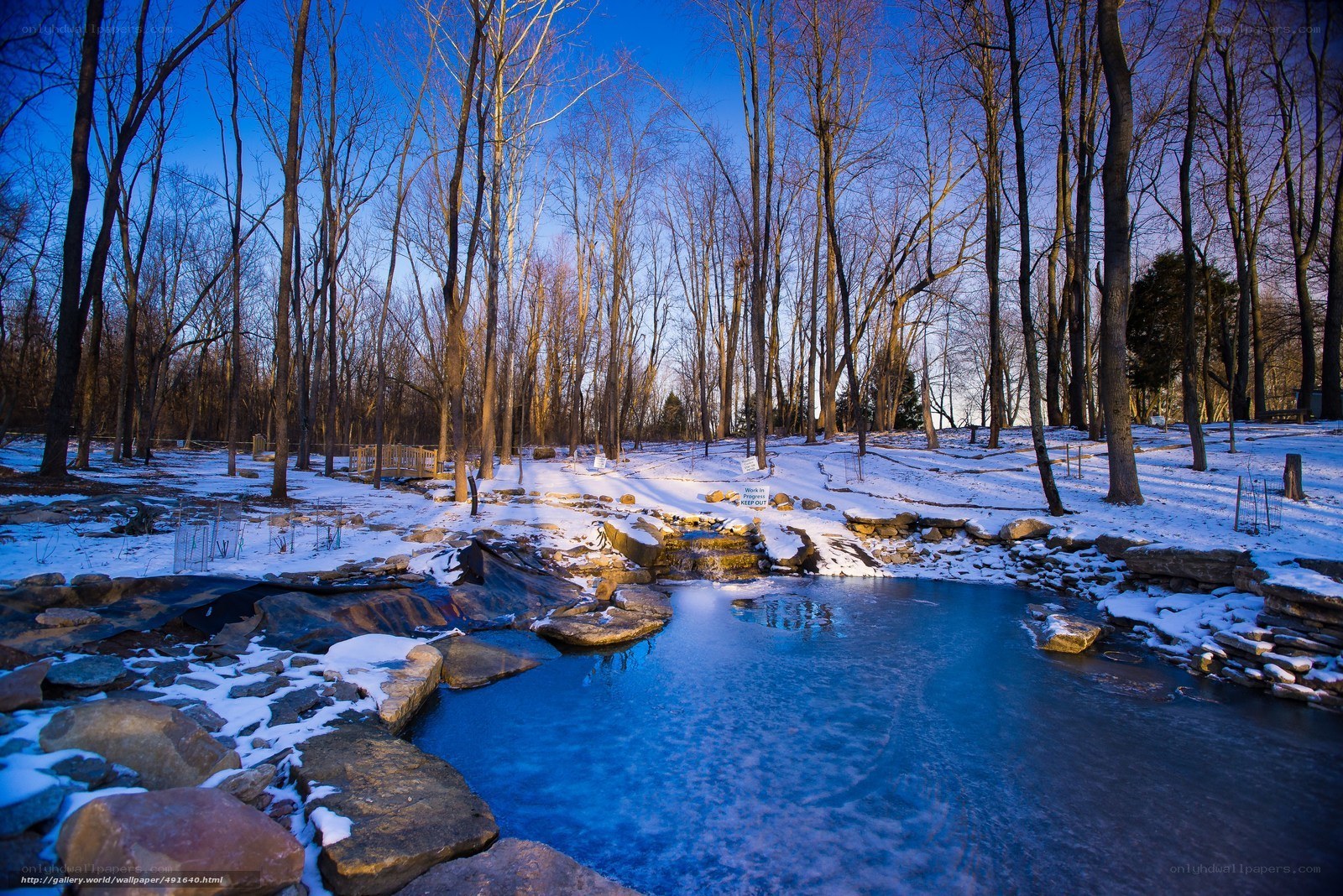 Winter forest stream scene