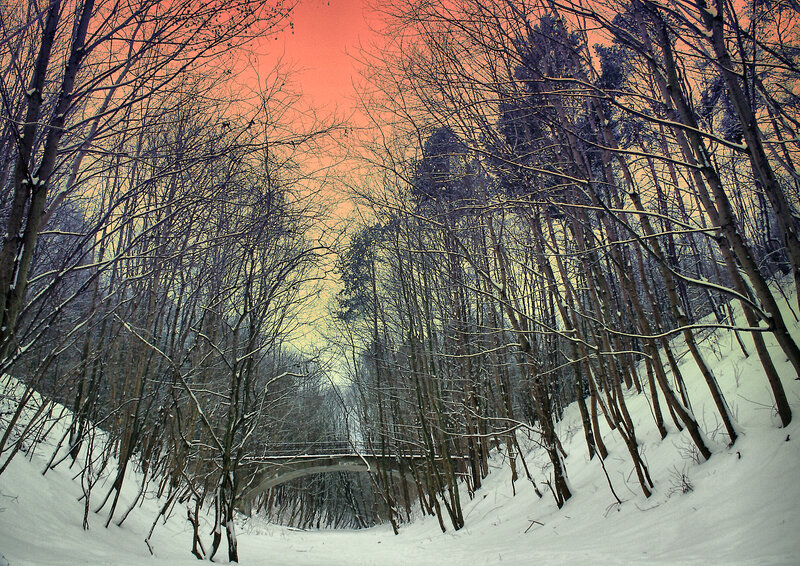 Winter forest with bridge