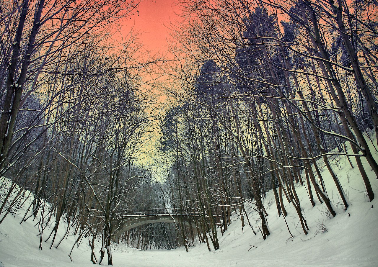 Winter forest with bridge